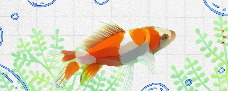 草金魚はどれぐらいの大きさで繁殖できますか？どのぐらいで繁殖しますか？