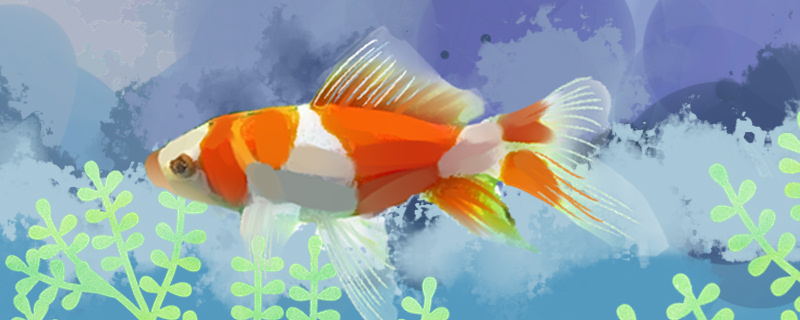 How does grass goldfish breed, how old can it lay eggs?