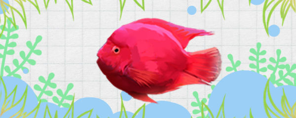 红元宝鹦鹉鱼好养吗，怎么养