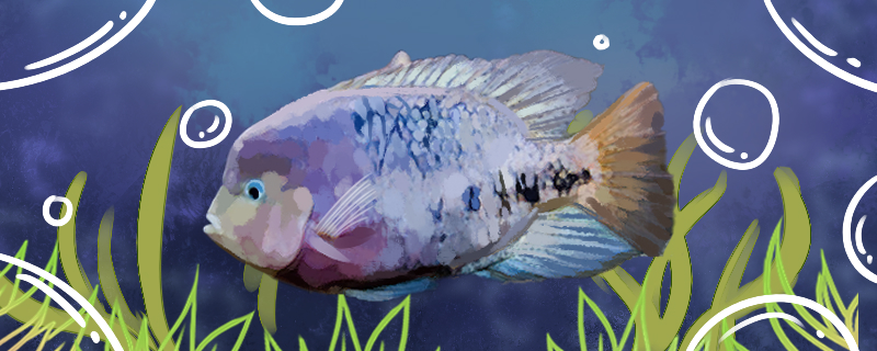 紫红火口鱼好养吗怎么养