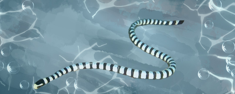 海蛇能打过电鳗吗为什么能吃电鳗