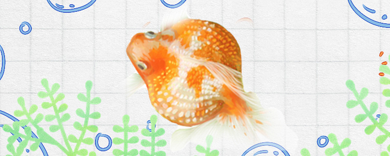 Is Pearl Goldfish good to raise, how to raise?