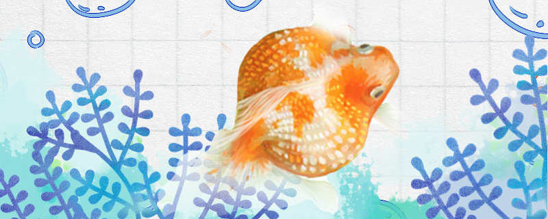 Why is Pearl Goldfish not round, how to raise ability round?