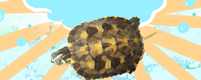 How big can the yellow-bellied slippery turtle grow and how long can it live?