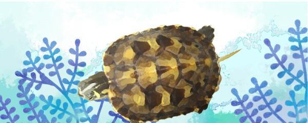 黄腹滑龟是深水龟吗，水深多少合适