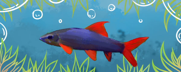 彩虹鲨属于清洁鱼吗，能清洁鱼缸吗