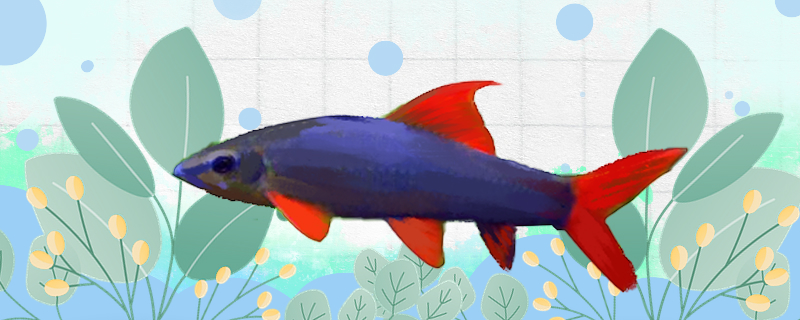 彩虹鲨鱼能和什么鱼混养，能和斑马鱼混养吗