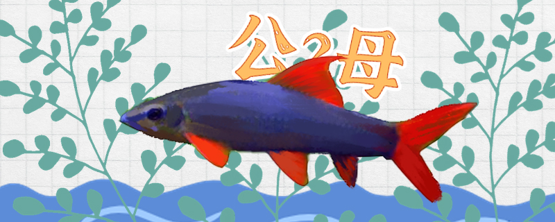 彩虹鲨简笔画图片