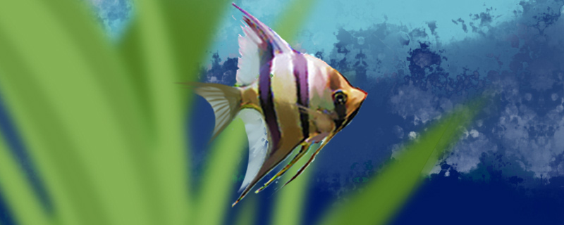Egypt angelfish does not eat feed is what reason, how to handle?