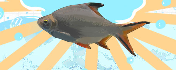 双线鱼是热带鱼吗，水温最低多少度