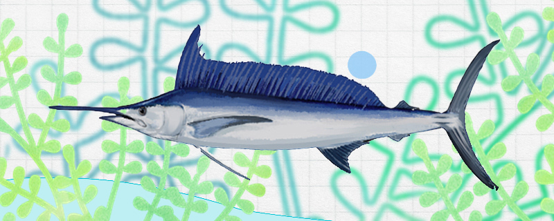 Are Marlin and tuna the same fish? What's the difference?