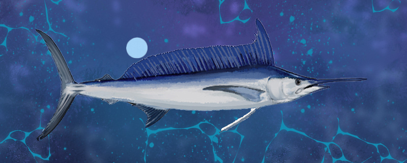马林鱼是什么鱼，属于海水鱼吗