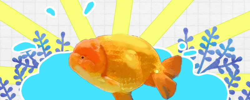 Ranchu goldfish how much can the head, not the head how to urge the head.