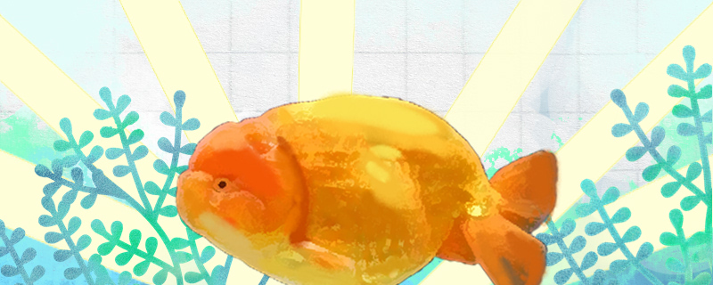 兰寿金鱼一年产几次卵 卵自己会孵化吗 鱼百科
