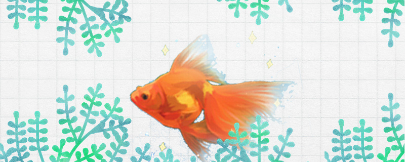 Is Gold Crucian carp good to raise, how to raise?