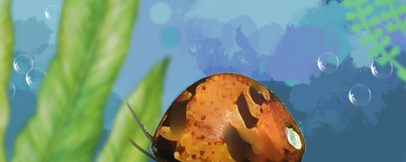 彩蛋螺会爆缸吗，怎么养爆缸