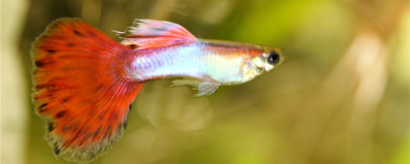 Are guppies afraid of heat? What's the highest water temperature?