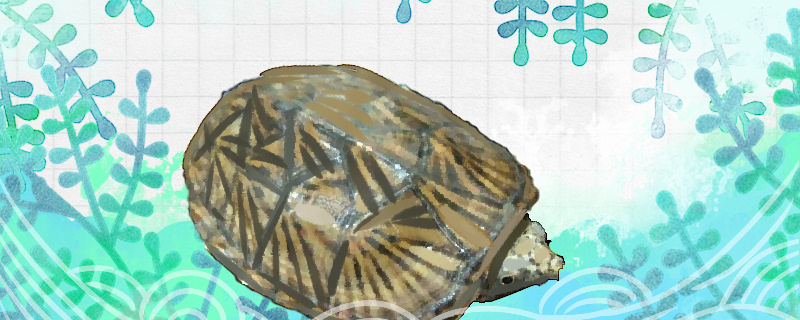 Is the musk turtle easy to raise? How?