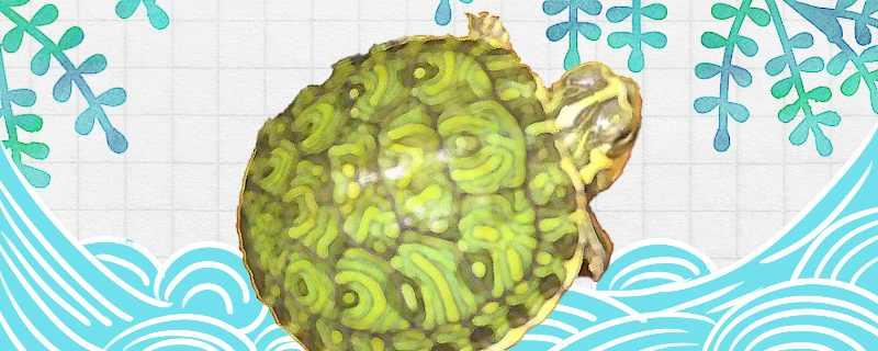 牙买加彩龟好养吗，怎么养