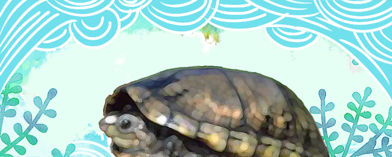 Is the Amazon mud turtle easy to raise? How?
