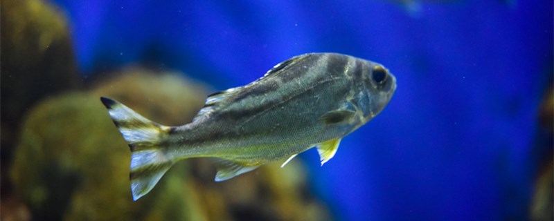 小型観賞魚はどれくらいの頻度で餌を与えますか？魚に餌を与えるには何に注意しますか？