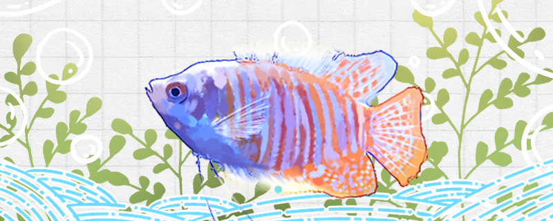 买鱼第一天能喂食吗，买鱼要注意什么