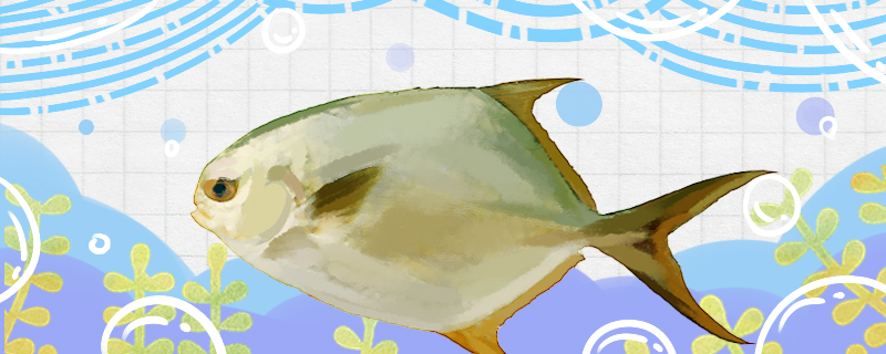 マナガツオと武昌魚は同じ魚ですか？何か違いがありますか？