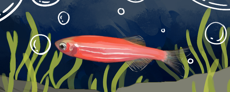 鱼身上有红斑像出血了是怎么回事鱼身上有红斑用什么药 眼斑鱼