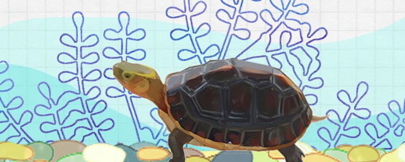 金头龟可以长期在水里吗，水深多少合适