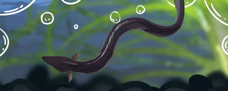Does an eel have spines? Many?