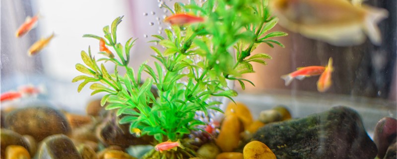 What does the disadvantage of negative pressure aquarium have, negative pressure