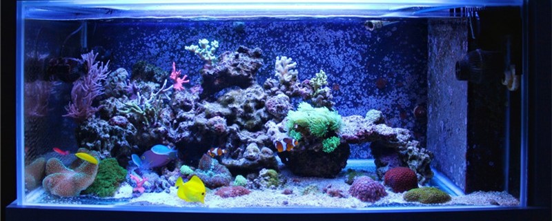 What is the meaning of fish tank dry and wet separation, which are commonly used