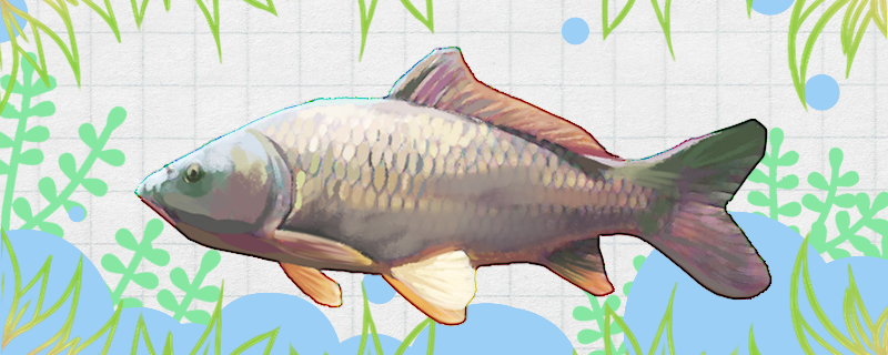 Does the carp have more bones than the herring?