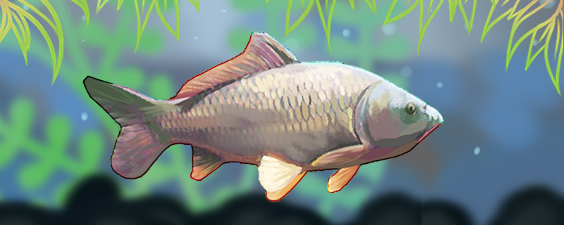 Is a carp the same as a Koi? What's the difference?