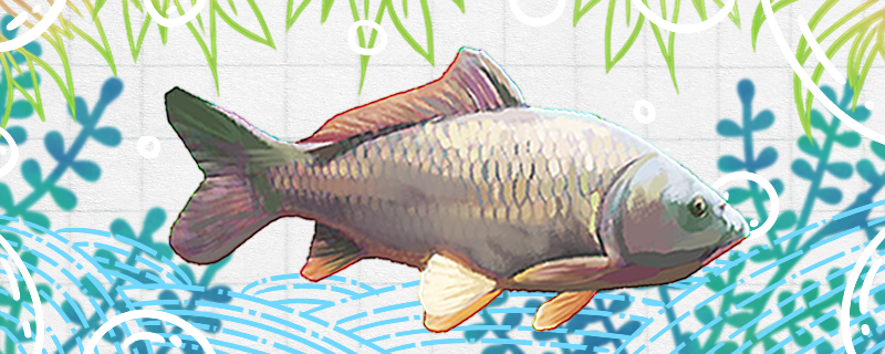 Does the carp have a beard? How many beards does it have?