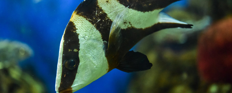 魚が寝ているのになぜ目を開けているのか、魚が寝ているのにどのような特性があるのか