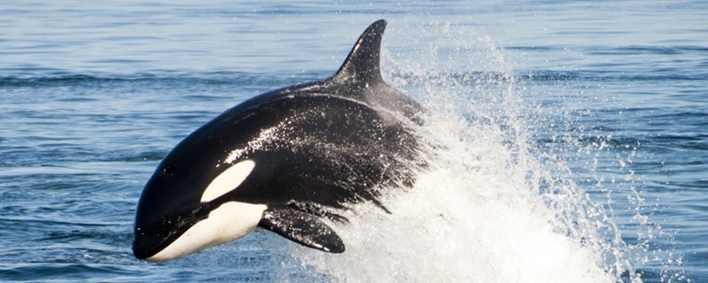 Are there killer whales in China's waters? Where are killer whales in China?