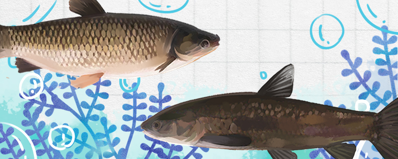 What are the four major Chinese carps and what are their habits?