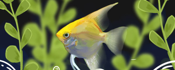 金头神仙鱼好养吗,怎么养