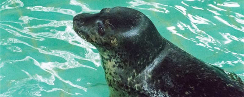 Do seals have ears? Do they get water in their inner ears?