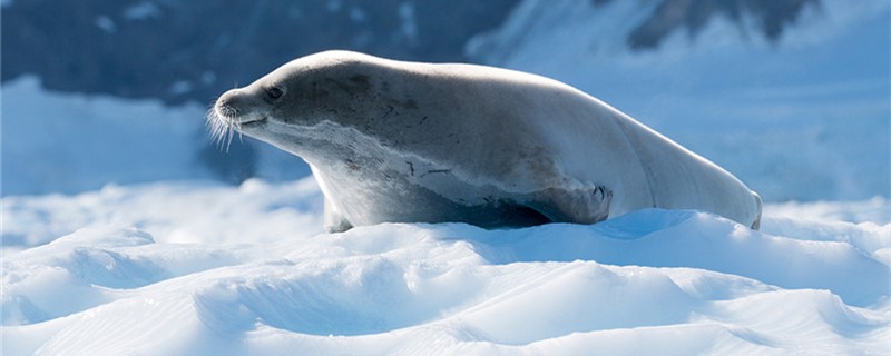 Does a seal have legs? How many?
