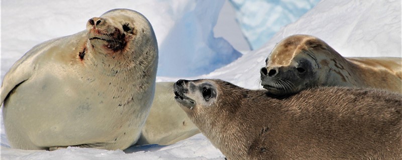 Do seals have feet and teeth?