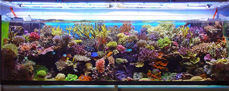 Should the light in the fish tank be on all the time? What's the harm of keeping