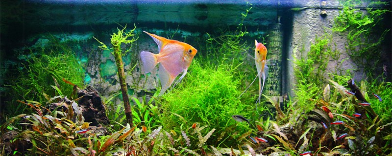 What kind of fish is suitable for 1.2 meters aquarium? Can this kind of aquarium