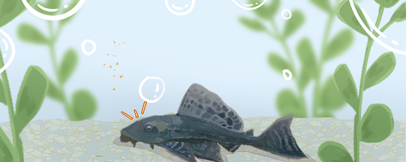 养什么鱼鱼缸最干净，清道夫能改善水质吗