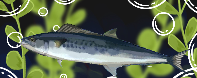 Is Spanish mackerel and Mackerel the same kind of fish? What's the difference?