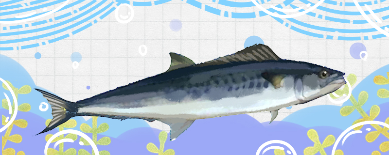 Can Spanish mackerel breed artificially, how to breed?