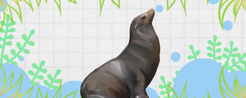 Why is a sea lion called a sea lion? Is it related to a lion?