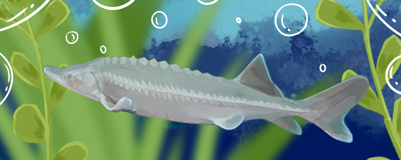 What food does sturgeon eat, can you eat small fish?