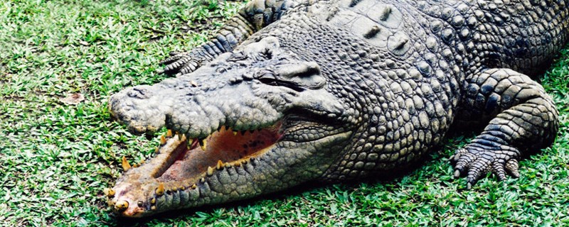How often do crocodiles lay eggs?
